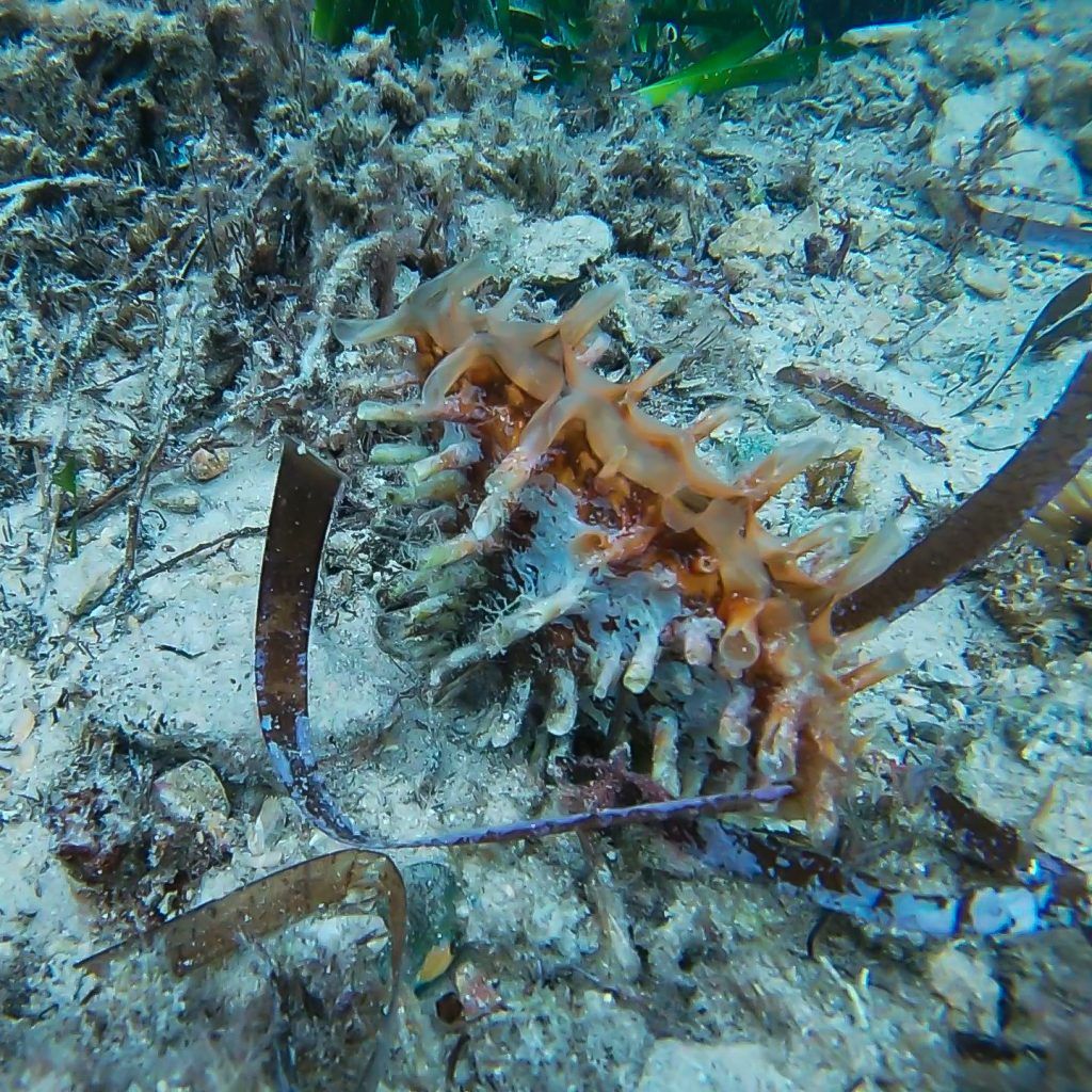 Meet the Sea - Fichas informativas