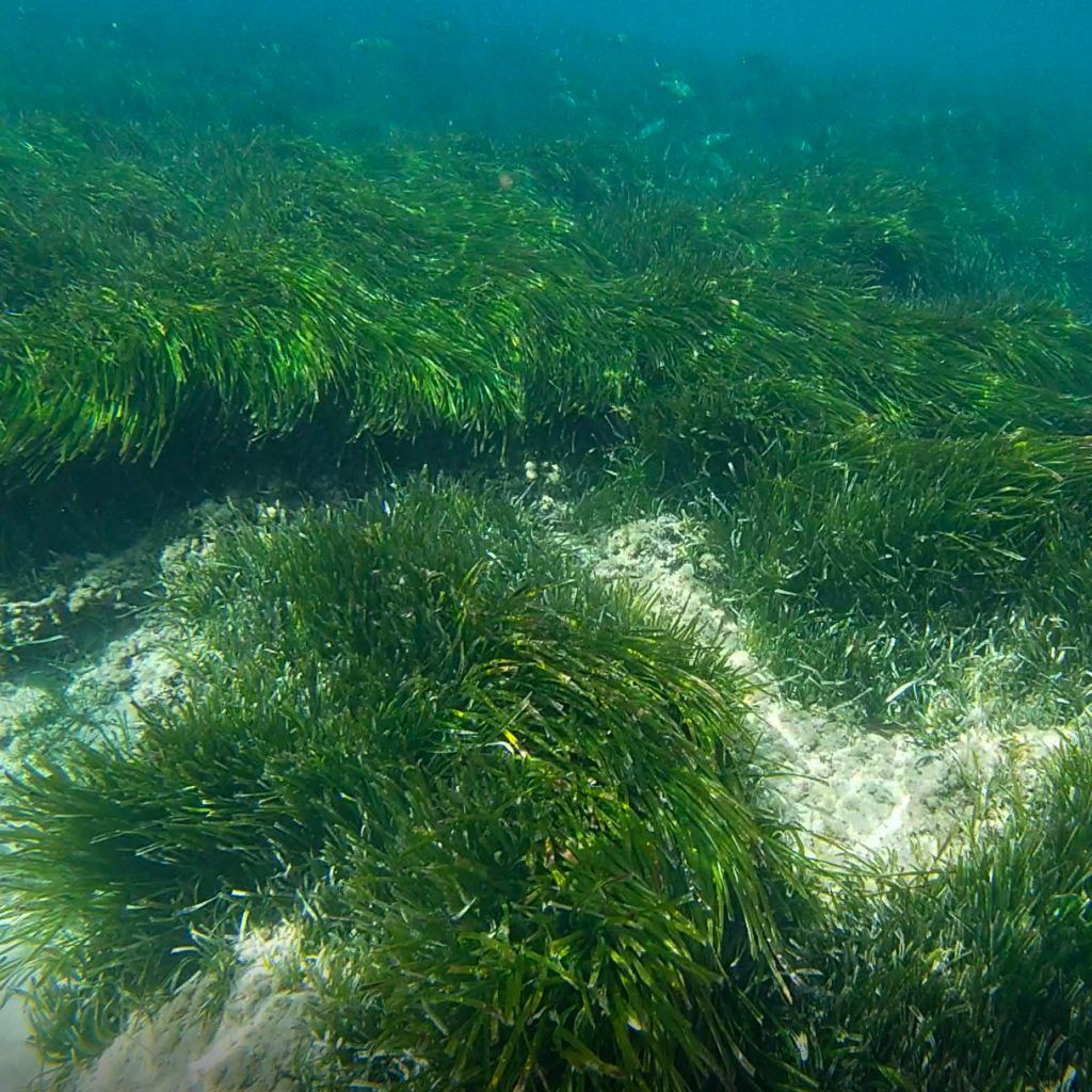 Meet the Sea - Posidonia oceánica